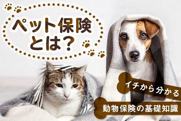 【2025年最新版】ペット保険おすすめランキング｜人気プランを徹底比較！